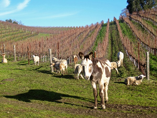 TEAM EFFORT Sheep, alpacas, and guard donkeys, including Dottie, help Tablas Creek cement its status as one of the world's most sustainable wineries. The herd turns weeds into manure naturally while reducing soil compaction and diesel use. - COURTESY PHOTO BY BRITTANY APP