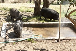 HOG HEAVEN :  Pot-bellied pigs have plenty of space to roam, splash, and nap at Lil&rsquo; Orphan Hammies, a five-acre rescue facility near Solvang. Many were starving or abandoned before they were rescued.