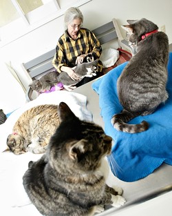 THE CATS MEOW :  North County Humane Society volunteer Jean Cox, who for the past four years has visited Atascadero&rsquo;s Parfitt Adoption Center two or three times a week to care for its cats, provides a lap and love to abandoned cats - PHOTO BY STEVE E. MILLER