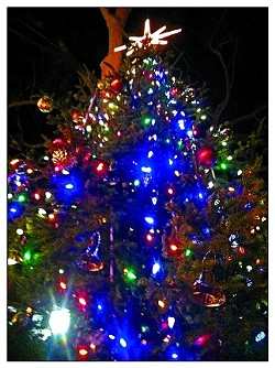 O TENNENBAUM! :  Check out the towering Royal fir in Mission Plaza. It&rsquo;s extra lovely at night!