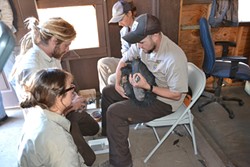 GET THE LEAD OUT:  Brandt and his fellow biologists perform chelation therapy&mdash;leaching lead and other metals out of the blood&mdash;on a sick condor. Approximately 30 percent of the refuges more than 100 birds require chelation at some point in their lives. - PHOTO COURTESY OF U.S. FISH AND WILDLIFE SERVICE