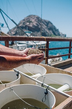 START OF A LONG JOURNEY:  Morro Bay Oyster Company owner Neal Maloney holds up thousands of Pacific Gold oysters just a few months old. - PHOTO BY KAORI FUNAHASHI