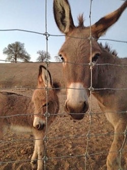 SHOW ME THE MINI:  A miniature donkey and her baby enjoy a warm summer sunset. - PHOTO BY HAYLEY THOMAS