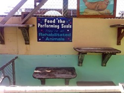 SMALL CAVEAT :  A sign at the Morro Bay Aquarium encourages visitors to &ldquo;Feed the Performing Seals. They&rsquo;re all Rehabilitated Animals.&rdquo; However, only one of the four seals was born outside of captivity. - PHOTO BY STEVE E. MILLER