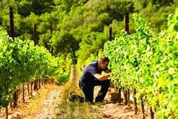THE DAOU OF WINE:  Winemaker Daniel Daou, founder of the PRCC, manages the vineyards on his family estate. - PHOTO COURTESY OF DAOU VINEYARDS