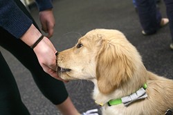 TREAT TIME! :  Nantucket, a 4 1/2-month-old Golden Retriever belonging to Devon Combe and Clair Kingston, was eager to learn to sit &hellip;  and get treats for it. - PHOTO BY GLEN STARKEY
