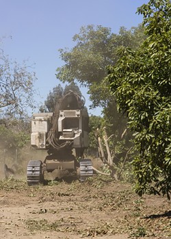 CUTTING BACK:  A timber harvester cuts through mature avocado tree branches with ease. - PHOTO BY HENRY BRUINGTON