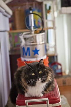 CAT ON A KEG:  Cat Cat guards a keg of delicious pear cider from BevMo!. - PHOTO BY ASHLEY SCHWELLENBACH