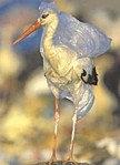 EGRET REGRET :  Wildlife get tangled in plastic bags