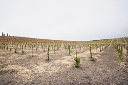 LITTLE VINES:  Tablas Creek Vineyards is moving toward establishing 50 percent of its acreage as dry-farmed grapes. The winery planted its first dry-farmed bloc in the late 2000s. - PHOTO BY KAORI FUNAHASHI