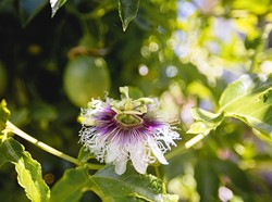FROM SCARCITY TO BOUNTY:   Tropical fruit such as this passion fruit thrive on gray water at the home of Cal Poly professor Pete Schwartz. - PHOTO BY KAORI FUNAHASHI