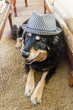 GONE TO THE DOGS:  Singer-songwriter Craig Nuttycombe, with a bunch of his extra talented musical friends, plays a special concert on Nov. 12 at the Steynberg Gallery. I asked for a photo; he sent me one of his dog. - PHOTO BY CRAIG NUTTYCOMBE