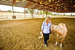 PEOPLE PONY:  Janine Asante and her horse, Pearl, have been working with kids over the summer to take them through a slightly unorthodox method of experiential learning. - PHOTO BY HENRY BRUINGTON