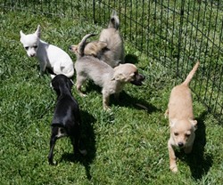 AND PUPPIES TOO!:  Laton Animal Rescue & Care (559-905-4063) also set up shop by PETCO. - PHOTO BY GLEN STARKEY