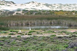FULL OF LIFE :  The wetlands at Guadalupe dunes are due for expansion as part of an ecological restoration project, providing more homes for rare animals and plants. - PHOTO BY CHRISTOPHER GARDNER