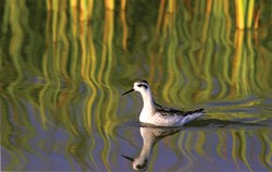 PHALAROPE & REFLECTIONS:  First Place - MARLIN HARMS