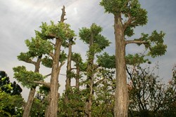 SIZE MATTERS:  Bonsais are typically kept very small, but with careful training they can have all the same proportions of a full-grown tree - as shown in this close up of a miniature juniper grove. - CHRISTOPHER GARDNER
