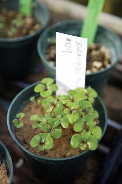 SMALL BEGINNINGS :  The greenhouse of Cal Polys bio department houses a massive cross-section of flowering plants, including the smallest on earth and the largest (eucalyptus). With luck, these tiny saplings could grow in excess of 200 feet. - PHOTO BY JESSE ACOSTA
