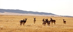 BORN FREE :  Referring to Clintons 2001 proclamation as the "Land Grab," ranchers point to their tradition of keeping non-domesticated antelope herds as evidence of their dedication to preserving wild Carrizo. Before the proclamation, poachers literally had to risk their lives trespassing to kill these animals. - PHOTO BY JESSE ACOSTA