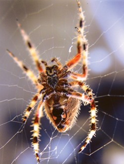 ARACHNOPHOBIA:  Honorable Mention 1 - WES WEEMS
