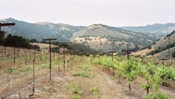 GRAFTED! :  When this photo of Minetti Vineyard was taken last year, the vines on the left had just been grafted to Syrah and the vines on the right had yet to be grafted. James Ontiveros expects his first harvest there for fall 2008. - PHOTO COURTESY OF PAUL WILKENS