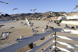 BIRD'S EYE VIEW :  The Pismo Beach City Council decided that abundant pigeons at the pier would not be trapped and fed to carnivores, but would instead be relocated. - PHOTO BY STEVE E. MILLER