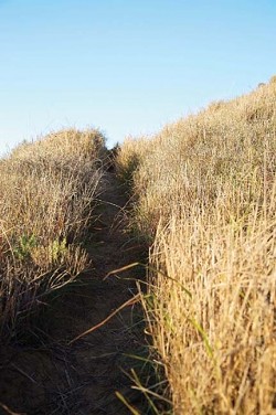 INFIDELS! :  "It is a very serious problem actually that is an understatement," a local ecologist said of widespread African veldt grass infestation in the coastal dunes habitat. This aggressive and invasive clump weed will try to choke out freshly planted native scrub once the eucalyptus is removed in a restoration effort. - PHOTO BY JESSE ACOSTA