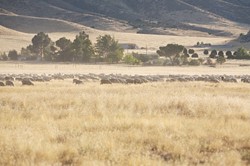 RUNNING WILD :  Some locals claim that a monstrous herd of sheep sometimes obstructs the road and invades the monument. They say so-called "sheep money," paid to the CSD, keeps the woolen critters off the regulatory radar. - PHOTO BY JESSE ACOSTA