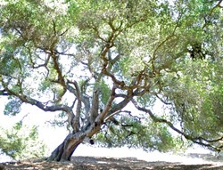 LANDMARK TREES :  Much of SLO Countys oak woodlands are on private land, which has led to controversy over the best way to protect them. - PHOTO BY JESSE ACOSTA