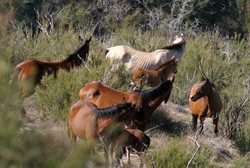 RUNNING FREE :  The mustangs at Black Mountain are the only wild horses in Coastal California. - PHOTO BY CHRISTOPHER GARDNER