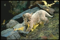 THE YOUNG LIONS :  Mountain lion kittens, like their mother, need meat to survive. Three-fourths of young lions don&acirc;&euro;&trade;t live to see their second birthday. - PHOTO COURTESY OF MOUNTAIN LION FOUNDATION