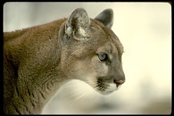 AMERICA&acirc;&euro;&trade;S LION :  These secretive, solitary predators require large areas of natural habitat with deer, and prefer to avoid humans. - PHOTO COURTESY OF MOUNTAIN LION FOUNDATION