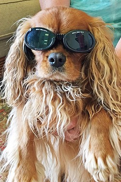 TOO COOL :  A Mission Animal Hospital patient looks pretty hip in their safety shades, which are required attire during laser treatments. - PHOTO COURTESY OF MISSION ANIMAL HOSPITAL