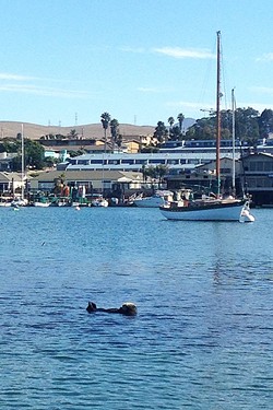 PLAYFUL OTTER:  The seals and sea otters in Morro Bay are pretty unfazed by the presence of humans. One especially cute otter followed us most of our way back to shore. - PHOTO BY PETER JOHNSON