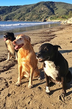THREE AMIGOS:  Every weekend my three dogs&mdash;(left to right) Brody, Bella, and Moonleaf&mdash;hit Olde Port Beach for exercise and socialization. - PHOTO BY GLEN STARKEY