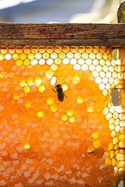 THE QUEEN'S CURE:  Propolis isn&rsquo;t just a bee&rsquo;s fix-all potion for keeping the hive healthy: propolis oil is an ancient anti-wrinkle cream on steroids that doubles as a stellar burn remedy. - PHOTO BY JAYSON MELLOM