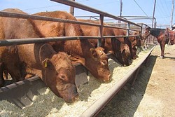 AG LAG:  The state&rsquo;s severe drought pushed the sale of cattle to historic lows in SLO County, while wine grape production continued to boom. - FILE PHOTO