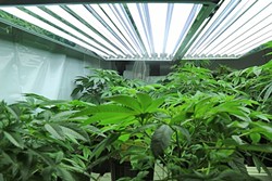 LIMITS Hopeful outdoor marijuana cultivators in SLO County may be facing stiff competition after the Planning Commission pushed forward regulations on Sept. 14 that would limit the number of available permits to 50. - FILE PHOTO