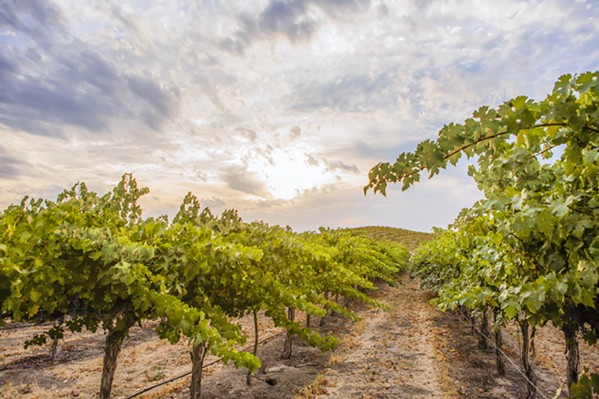 THE CREEK THAT COULD Parrish Family Vineyard's Adelaida Creek restoration project will significantly recharge the aquifer and replenish Paso Robles area wells with naturally captured rainfall that otherwise would end up overrunning city sewer drains. - PHOTO COURTESY OF PARRISH FAMILY VINEYARD
