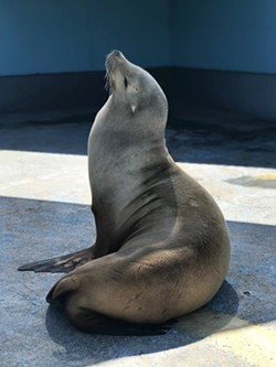 NEW HOME Maggie a 32-year-old female California sea lion was relocated to her new home at Six Flags Discovery Kingdom and now spends most of her days sunbathing. - PHOTO COURTESY OF SIX FLAGS DISCOVERY KINGDOM