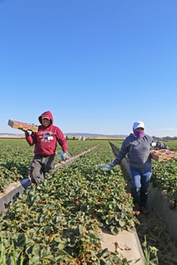 LABOR-INTENSIVE HARVEST Strawberry farmers have requested close to two-thirds of the total H-2A workers in SLO and Northern Santa Barbara counties since 2017, while vegetable farms accounted for nearly another third. - FILE PHOTO BY DYLAN HONEA-BAUMANN