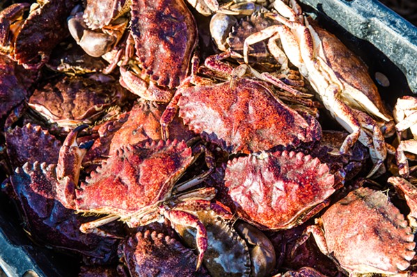 LIVE AND FRESH These rock crab will be held in a giant saltwater cistern until they're ready to be shipped live to local restaurants. - PHOTO BY JAYSON MELLOM