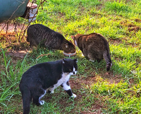 CAT COLONY These three cats are among a colony of 12 that are fed daily by the Feline Network, which traps, spays or neuters, and returns feral cats, fostering any kittens and finding them forever homes. - PHOTO BY GLEN STARKEY