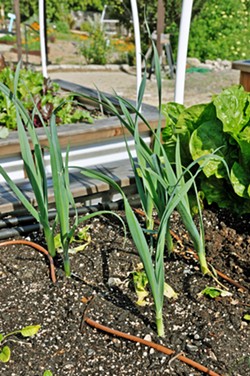 LITTLE LEEKS Between seasons, volunteers at the UC Cooperative demonstration garden (who are certified Master Gardeners), are harvesting cold season vegetables and planting starts that do well in the spring. You can check out the garden on the first Wednesdays in May and June from 11:30 a.m. to 1:30 p.m. Bring a picnic lunch, and ask Master Gardeners your burning questions. - PHOTOS BY CAMILLIA LANHAM