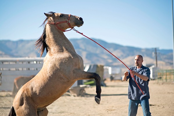 EQUINE THERAPY Violent convict Roman Coleman (Matthias Schoenaerts) is given a shot at rehabilitation via a therapy program involving wild mustangs, in The Mustang, based on an actual rehabilitation program in Carson City, Nevada. - PHOTO COURTESY OF CANAL+