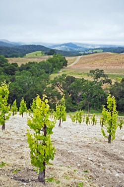 NEW VINES Vines planted in northern San Luis Obispo County during the drought started bearing fruit in 2017 and 2018, helping make 2018 the third largest crop harvest in Central Coast history. - FILE PHOTO BY KAORI FUNAHASHI