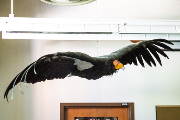 POISONED AND STUFFED Now hanging in a biological science classroom at Cal Poly, this condor died of lead poisoning last year before being taxidermied. - PHOTO BY JAYSON MELLOM