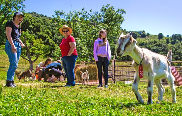 RUNNING FREE This two-month old Lamancha goat kid shows off his galavanting skills for Stepladder Ranch and Creamery tour attendees on a recent Thursday afternoon. - PHOTO BY JAYSON MELLOM