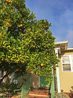 ORANGE YOU GLAD? It seems like oranges and lemons are growing everywhere you look, and it turns out most fruit tree owners are happy to share as long as you ask first. - PHOTO BY KASEY BUBNASH