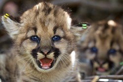 ENDANGERED? Coastal mountain lions, from Santa Cruz to San Diego, are eligible for protections under the Endangered Species Act. - PHOTO COURTESY OF THE CENTER FOR BIOLOGICAL DIVERSITY